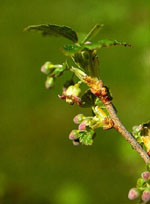 MSA RIBES NIGRUM 50 ML - Angeli Pharm