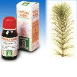 EQUISETO 12 50ML TM - Angeli Pharm
