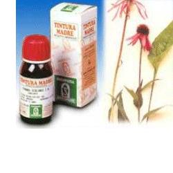 ECHINACEA 59 50ML TM - Angeli Pharm