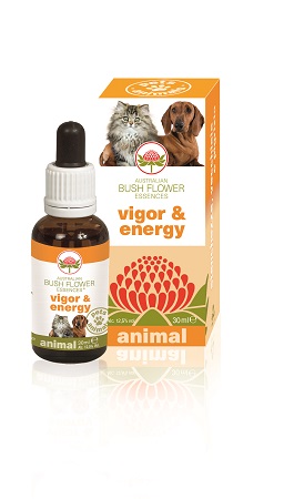 VIGOR & ENERGY 30 ML - Angeli Pharm