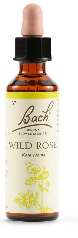 WILD ROSE BACH ORIG 20 ML - Angeli Pharm