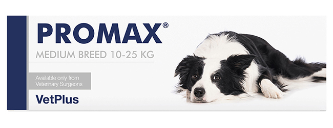 PROMAX MEDIUM BREED 18 ML - Angeli Pharm